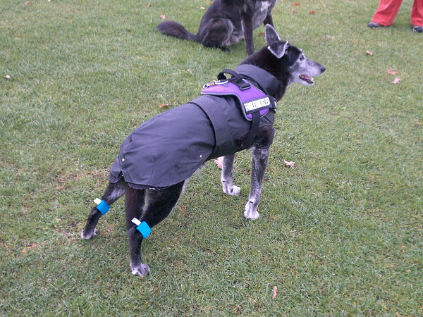 med_Jenny -Cauda Equina und Spondylose.jpg (600 x 450)